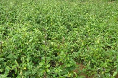 巴戟天栽培技術(shù)，選擇有一定肥力的砂壤土