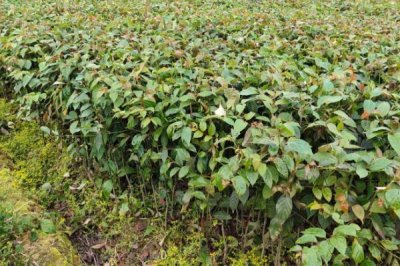種植鉤藤的效益，利潤可觀但具有一定風(fēng)險(xiǎn)