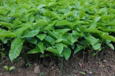 黃皮果的育苗技術(shù)，播種可選擇直播或撒播