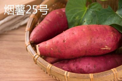 高產(chǎn)紅薯品種，蘇薯8號的平均產(chǎn)量達到8500斤