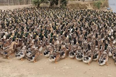 冬天怎么養(yǎng)殖肉鴨，重點要做好保溫措施