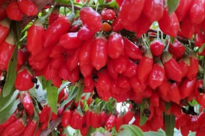 熱門的農(nóng)村水產(chǎn)養(yǎng)殖項(xiàng)目，甲魚的市場需求目前正平穩(wěn)上升