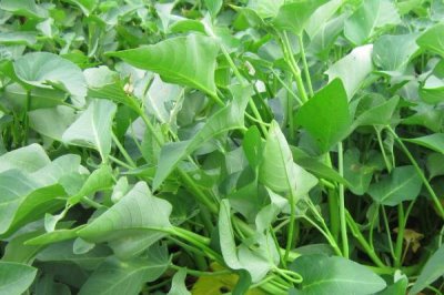 夏收時間，一般是5-6月份
