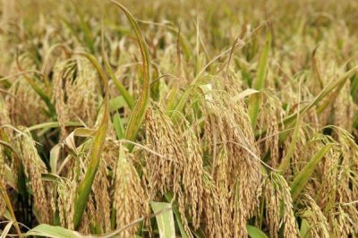 吉粳116水稻品種的特性，4月中旬播種