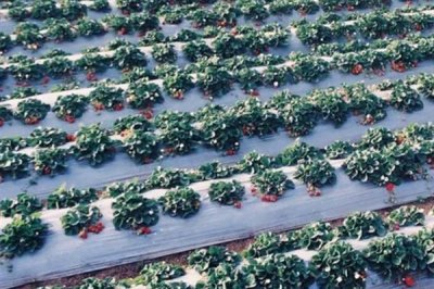 雙色地膜的好處，可保墑保肥、減輕蟲害等