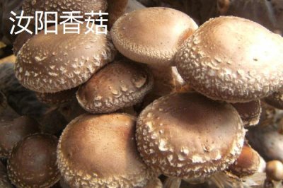 河南省汝陽(yáng)縣特產(chǎn)介紹，歷史名酒杜康的發(fā)祥地