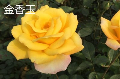 6朵黃玫瑰代表的意思，寓意純潔友誼、互愛互諒等