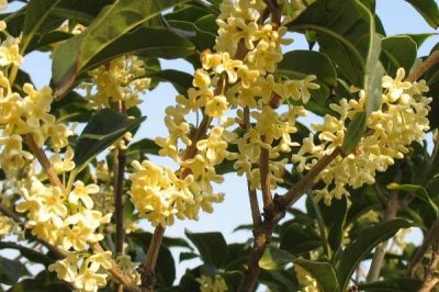 桂花的花語，寓意清新脫俗、學(xué)業(yè)有成等