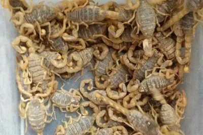 蝎子常見的疾病及防治技術(shù)，不同疾病的防治方法不同