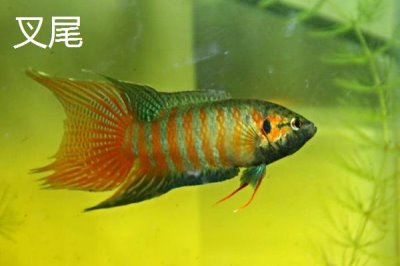 圓尾斗魚(yú)的產(chǎn)地，主要分布在日本、韓國(guó)、俄國(guó)等地