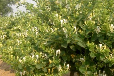 金銀花的種植技術，繁殖方法有播種、扦插兩種