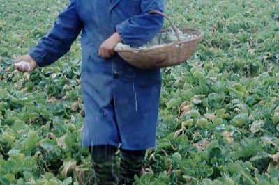 怎么給油菜施肥，脫肥時要補(bǔ)充氮磷肥料