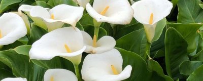 家里不能養(yǎng)馬蹄蓮的原因，會污染環(huán)境且容易產(chǎn)生病害