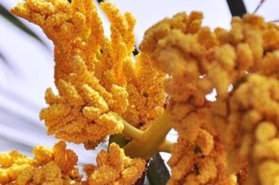 棕樹皮能直接種花嗎，種花前需將其充分發(fā)酵