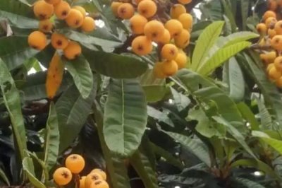 枇杷蘋(píng)果密蠣蚧，剛開(kāi)始為害時(shí)葉片后為害枝條