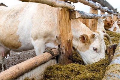 牛吃什么飼料可以快速拉骨架，玉米、豆粕、麥麩皆為適宜選擇