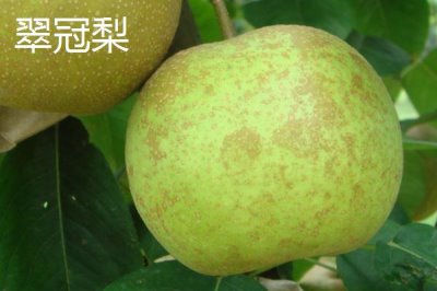 優(yōu)質(zhì)梨子品種介紹，以下5種豐產(chǎn)性都很高