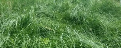 鼠茅草的產(chǎn)地，北美退化草原是主要分布區(qū)