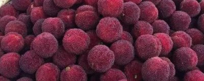 楊梅東魁好吃還是荸薺好吃，各有特點