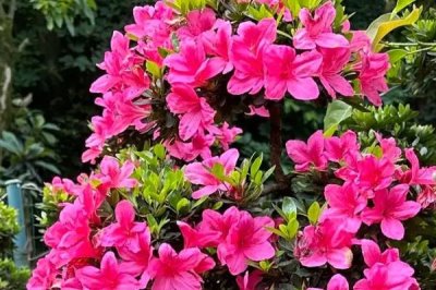 家里養(yǎng)杜鵑花寓意吉祥嗎，家里養(yǎng)杜鵑花是十分吉祥的