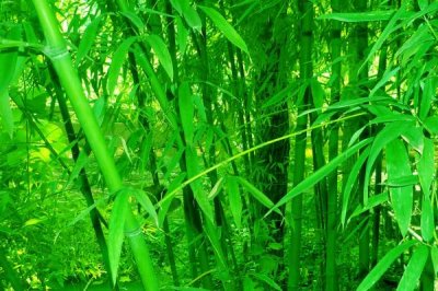 外直中通襟懷若谷是哪種植物，形容的是竹子