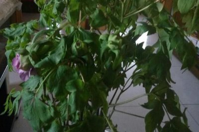 牡丹花葉片打卷的原因，根系受損會導致葉片卷曲變黃
