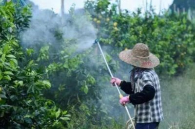 代森銨如何除青苔，一定要嚴(yán)格控制濃度
