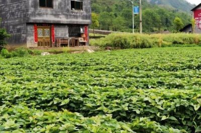 紫薯的市場前景，市場的覆蓋率廣且加工模式多