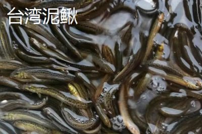 泥鰍苗價(jià)格，品種不同價(jià)格不同