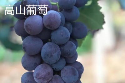 湖南省芷江侗族自治縣的特產(chǎn)，雪峰山魚腥草曾被侗民稱為仙草