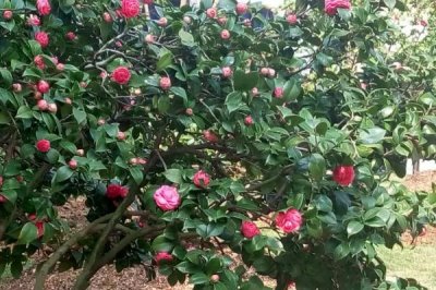 茶花的主產(chǎn)地，我國(guó)茶花主產(chǎn)于云南