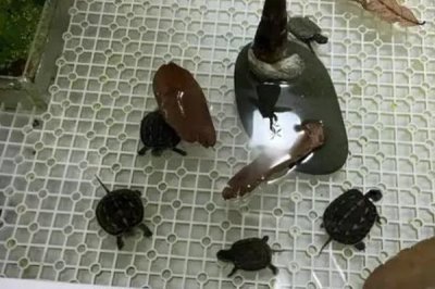 養(yǎng)龜為什么容易虧損，技術(shù)含量和龜苗品種是關(guān)鍵