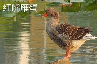 新疆胡楊河市的特產(chǎn)，盛產(chǎn)新疆長絨棉