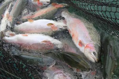 三文魚可以淡水養(yǎng)殖嗎,可以淡水養(yǎng)殖但需保證含氧量