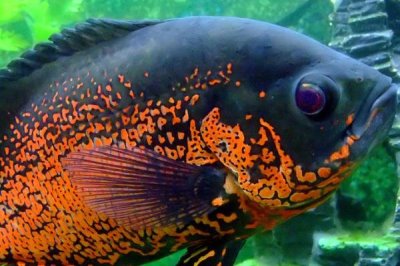 流動水適合養(yǎng)殖什么魚，適合養(yǎng)龍魚、地圖魚、羅漢魚等