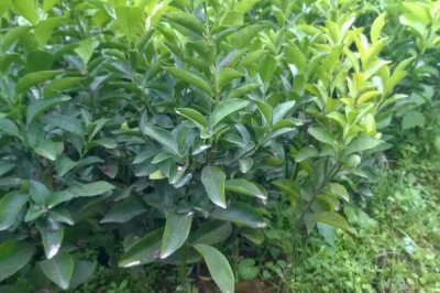 丑美人柑橘苗的特征,抗寒性較強(qiáng)且種植前景好