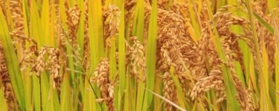 荃兩優(yōu)136水稻種簡(jiǎn)介，注意防治病蟲害