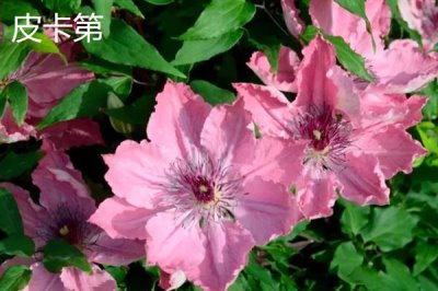 鐵線蓮的花語，寓意高潔美麗、和平和諧等