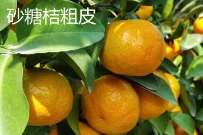 沙糖桔起沙和粗皮的區(qū)別，果皮厚度不同