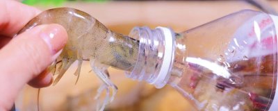 鮮蝦的保存方法，可使用塑料瓶、保鮮盒、保鮮袋進(jìn)行保存