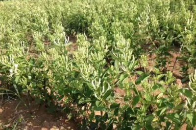 金銀花的種植技術，繁殖方法有播種、扦插兩種