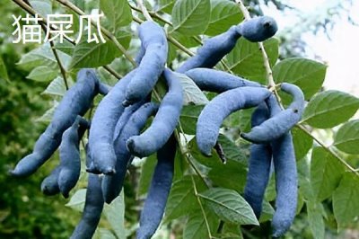 哪些水果的種植前景比較好，當年種植羊奶果可在翌年收獲