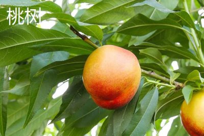 杏樹(shù)和桃樹(shù)的區(qū)別，葉片、樹(shù)體和花朵均不同