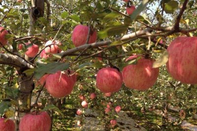 蘋果樹怎么栽培，在春天進(jìn)行定植為佳