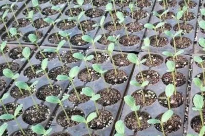 西瓜的種植方法，播種前要曬種2-3天
