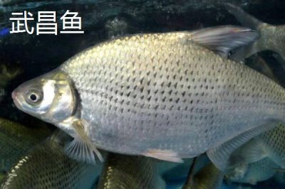 鳊魚的產(chǎn)地，主要分布于長江中、下游附屬中型湖泊