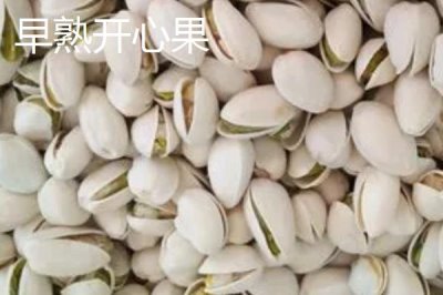 開(kāi)心果哪些品種比較好，伊朗品種具有較高的經(jīng)濟(jì)價(jià)值