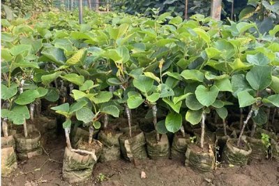 獼猴桃樹苗的價格，具體售價會受到規(guī)格和品種的影響