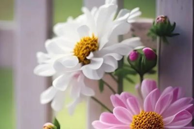 吉祥花是哪種花，是指牡丹花、蓮花等