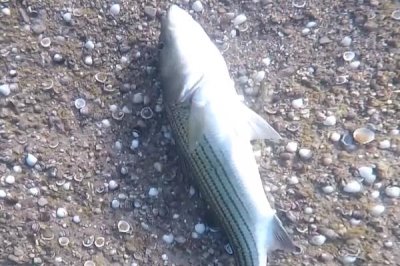 魚側(cè)翻了還在呼吸的原因及治療方法，可能是水中氧含量過低導(dǎo)致的
